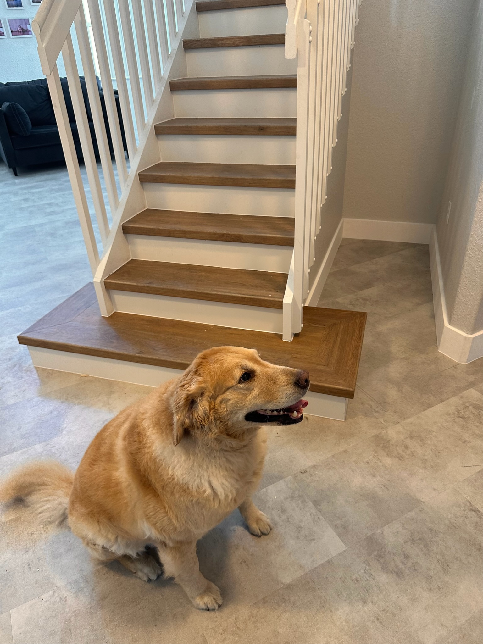Stair renovation LVP with dog
